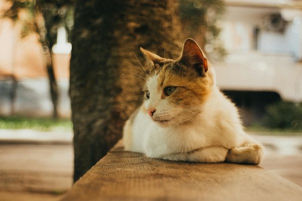 Consejos de fitness para atletas y sus efectos a largo plazo